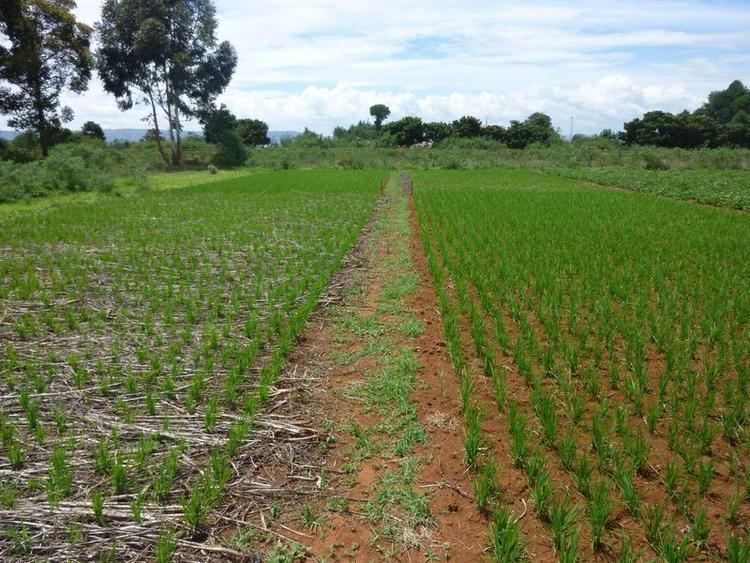 Upland rice Upland rice in Madagascar using conservation agriculture to control