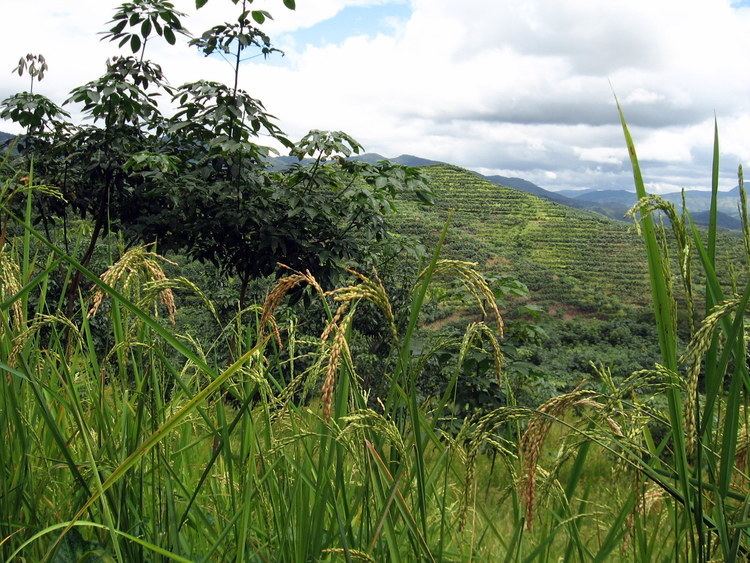 Upland rice FileUpland rice growing under immature rubber treesJPG Wikimedia