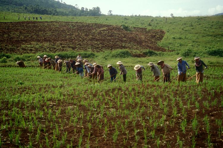 Upland rice Monthly articles Rice production systems in Asia