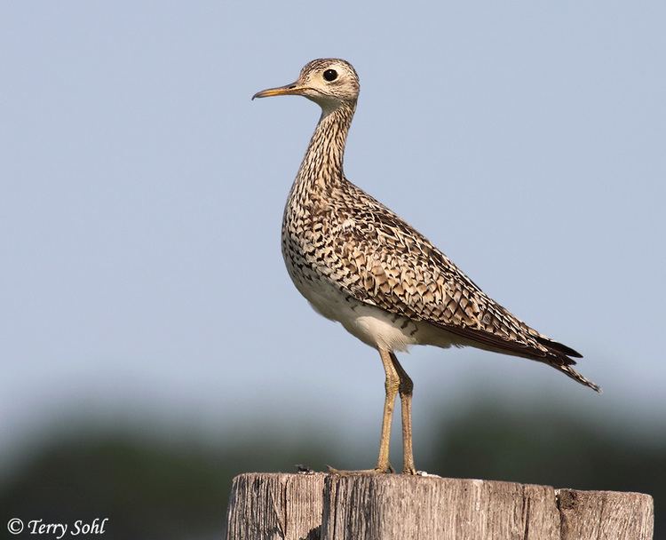 Upland sandpiper Upland Sandpiper Photos Photographs Pictures