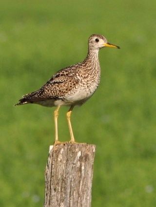 Upland sandpiper Upland Sandpiper Identification All About Birds Cornell Lab of