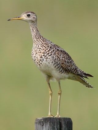 Upland sandpiper Upland Sandpiper Identification All About Birds Cornell Lab of