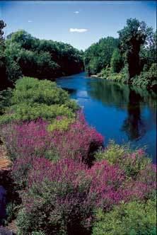 Upper Charles River Reservation wwwmassgoveeaimagesdcrparksbostoncharlesri