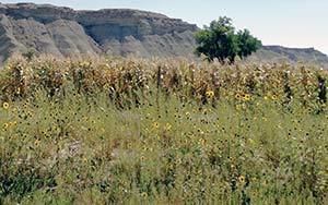 Upper Fruitland, New Mexico wwwnavajotimescomimages2014CYUpperFruitland