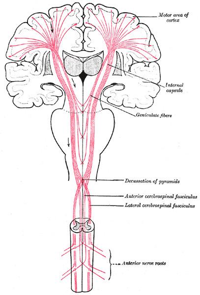 Upper motor neuron lesion