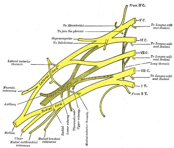 Upper subscapular nerve