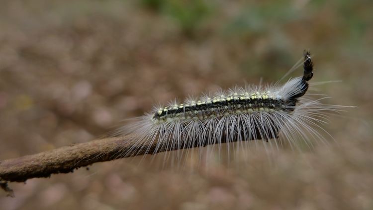 Uraba lugens This caterpillar uses a pile of disused heads as a sword Alphr