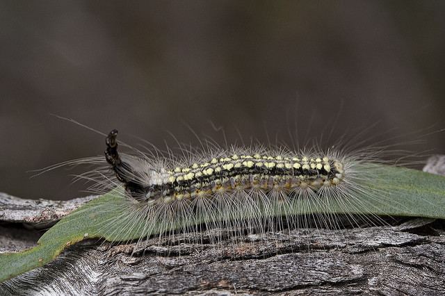 Uraba lugens The Mad Hatterpillar Bug Gwen