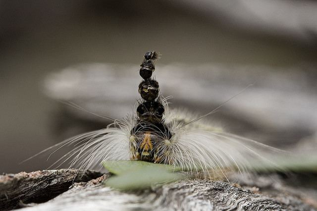 Uraba lugens The Mad Hatterpillar Bug Gwen