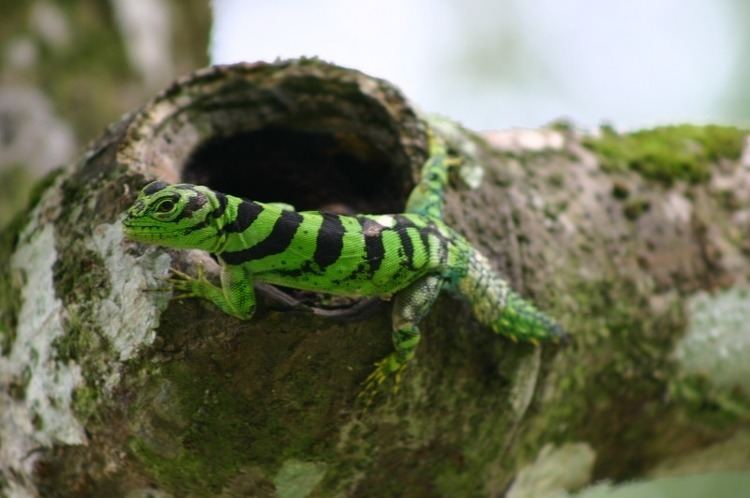Uracentron azureum The Travelling Taxonomist reptilesrevolution Green Thornytail