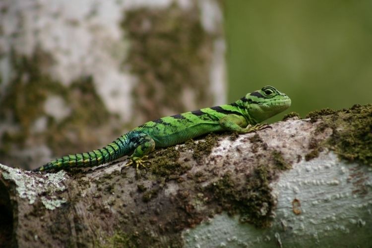 Uracentron azureum Lzards de Guyane