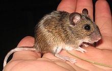 Ural field mouse httpsuploadwikimediaorgwikipediacommonsthu