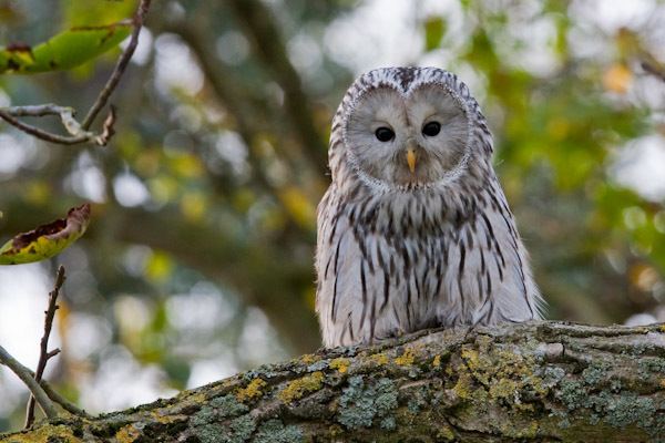 Ural owl Dave Kilbey Photography Birds Owls Ural Owl
