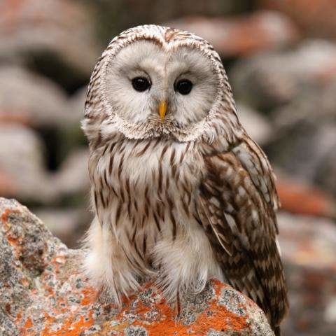 Ural owl Ural owl Strix uralensis Rainforest Alliance