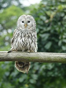 Ural owl httpsuploadwikimediaorgwikipediacommonsthu