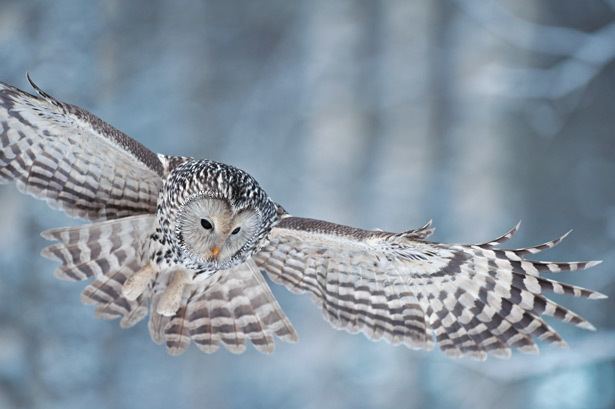 Ural owl Ural Owls Pictures More From National Geographic Magazine