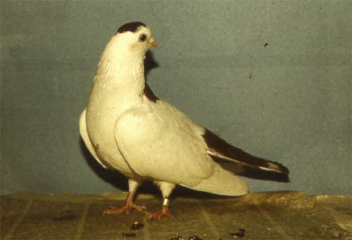 Ural Striped-maned pigeon