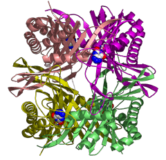 Urate oxidase - Alchetron; The Free Social Encyclopedia