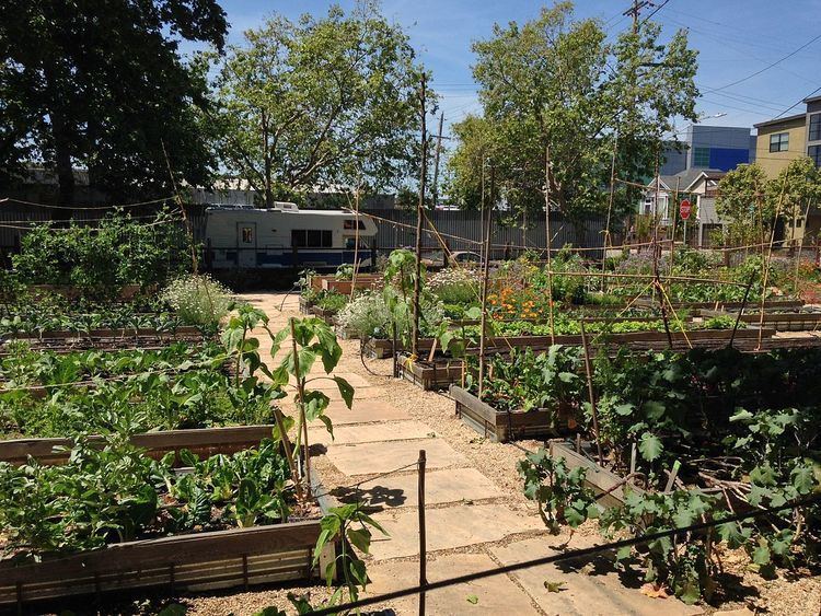 Urban agriculture in West Oakland