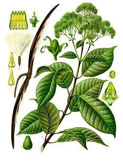 Urceola (plant) httpsuploadwikimediaorgwikipediacommonsthu
