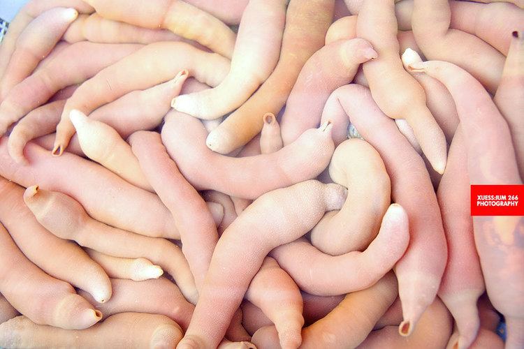 Urechis unicinctus Fat Innkeeper Worm Or Penis Fish Urechis unicinctus Flickr