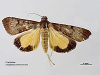 Uresiphita ornithopteralis httpsuploadwikimediaorgwikipediacommonsthu