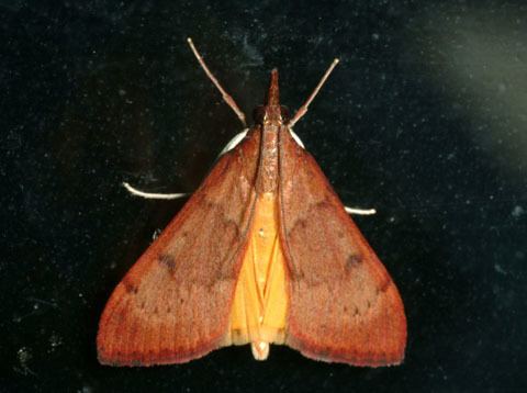 Uresiphita reversalis Genista Broom Moth Uresiphita reversalis