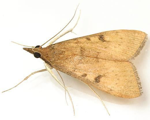 Uresiphita reversalis Uresiphita reversalis Genista Broom Moth