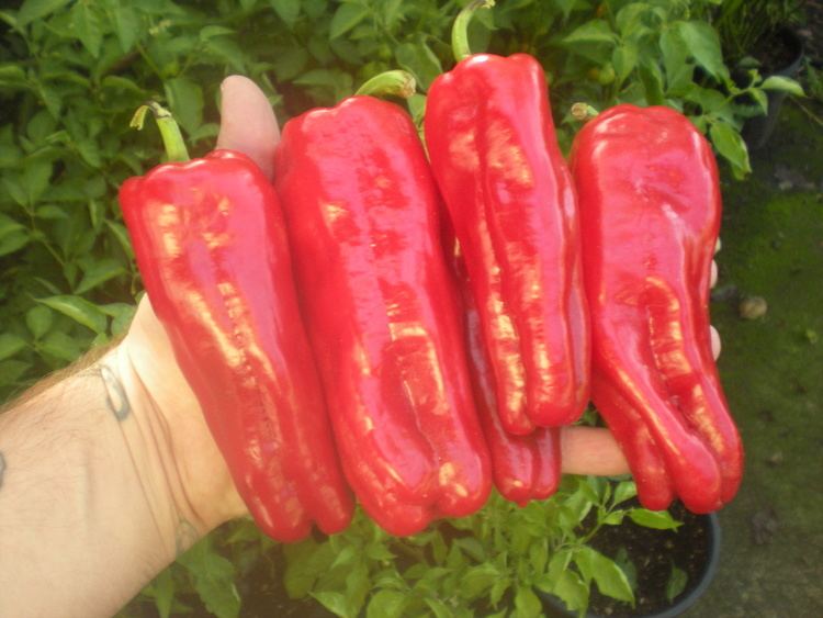 Urfa biber The Hunt For The Most Delicious Pepper Cultivar Has Ended Urfa