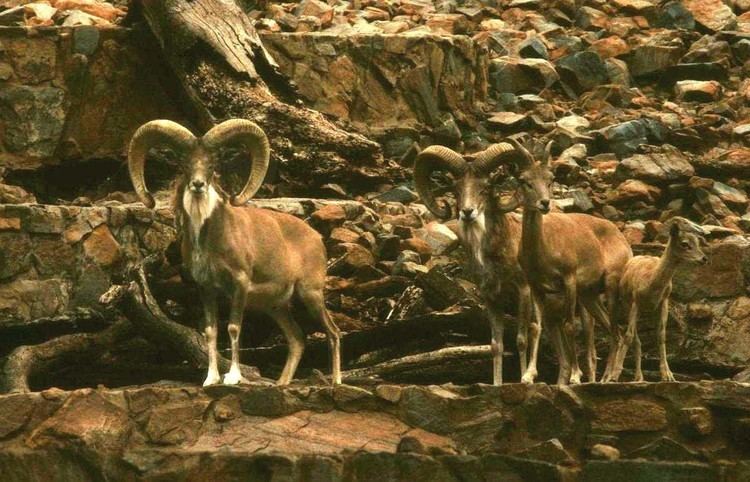 Urial Urial Wikipedia