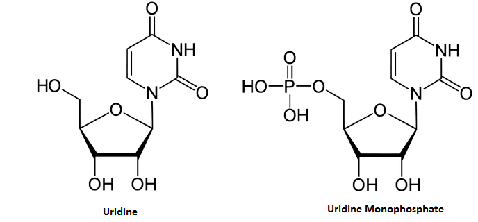 Uridine Uridine Scientific Review on Usage Dosage Side Effects Examinecom