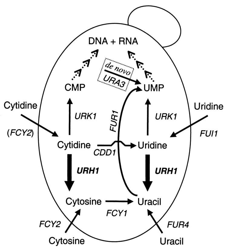 Uridine Saccharomyces cerevisiae URH1 Encoding UridineCytidine N