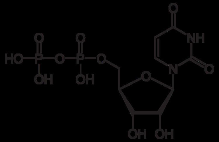 Uridine diphosphate httpsuploadwikimediaorgwikipediacommonsthu