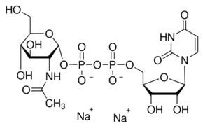 Uridine diphosphate N-acetylglucosamine wwwsigmaaldrichcomcontentdamsigmaaldrichstr
