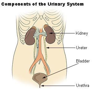 Urinary bladder disease