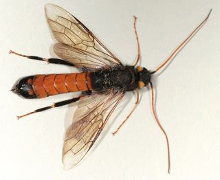 Urocerus gigas Urocerus gigas Siricid Wood Wasp Discover Life