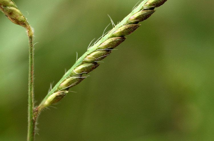 Urochloa panicoides Urochloa panicoides Panic liverseed grass