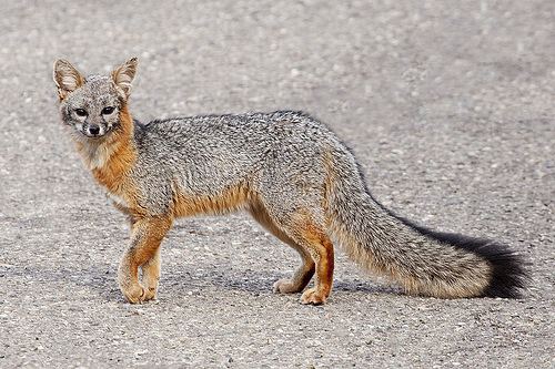 Urocyon Gray Fox Urocyon cinereoargenteus iNaturalistorg