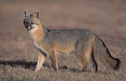 Urocyon Urocyon cinereoargenteus Gray fox