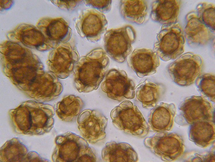 Urocystis Urocystis colchici Obligat Phytoparasitische Kleinpilze