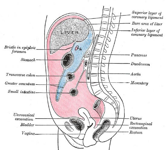 Urogenital peritoneum