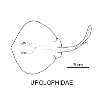 Urolophidae fishesofaustralianetauimagesfamilyurolophidaegif