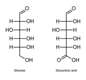 Uronic acid Uronic acid Wikipedia