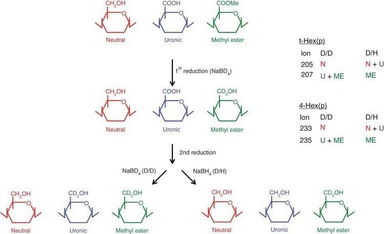 Uronic acid Methods for the conversion of uronic acid residues and their methyl