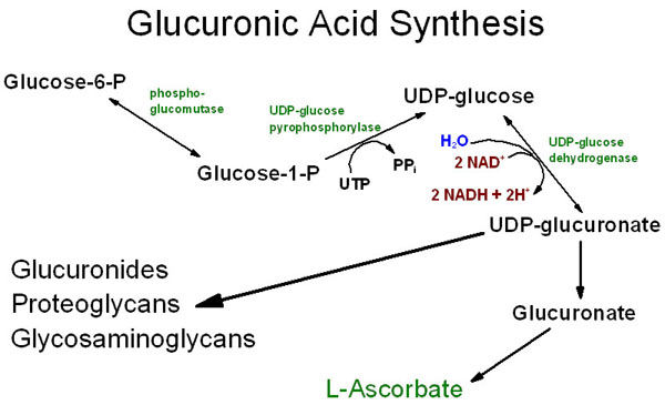 Uronic acid Uronic acid pathway Subjective Questions Solved Biochemistry