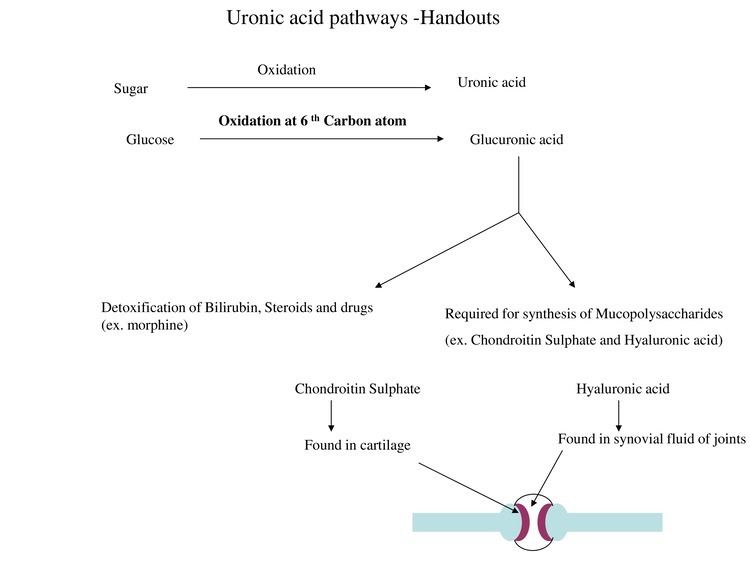 Uronic acid Uronic acid pathway biochemistrymedicine
