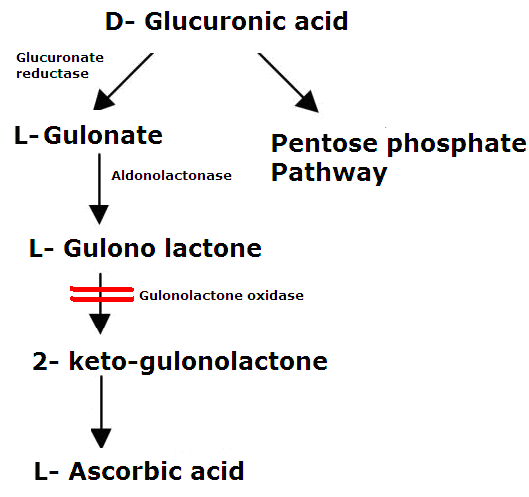 Uronic acid Uronic acid pathway Subjective Questions Solved Biochemistry