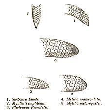 Uropeltidae httpsuploadwikimediaorgwikipediacommonsthu