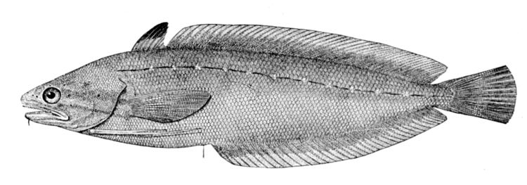 Urophycis regia httpsuploadwikimediaorgwikipediacommons33