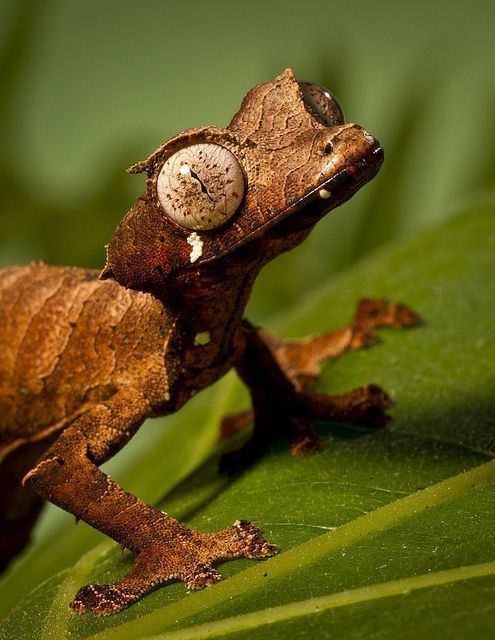 Uroplatus phantasticus Satanic Leaftailed Gecko Uroplatus phantasticus from Madagascar